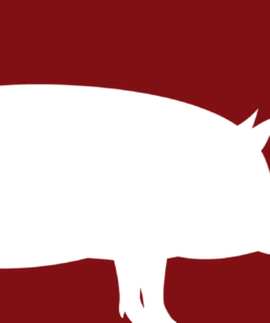 Schwein