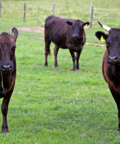 Wagyu-Rinder auf der Weide