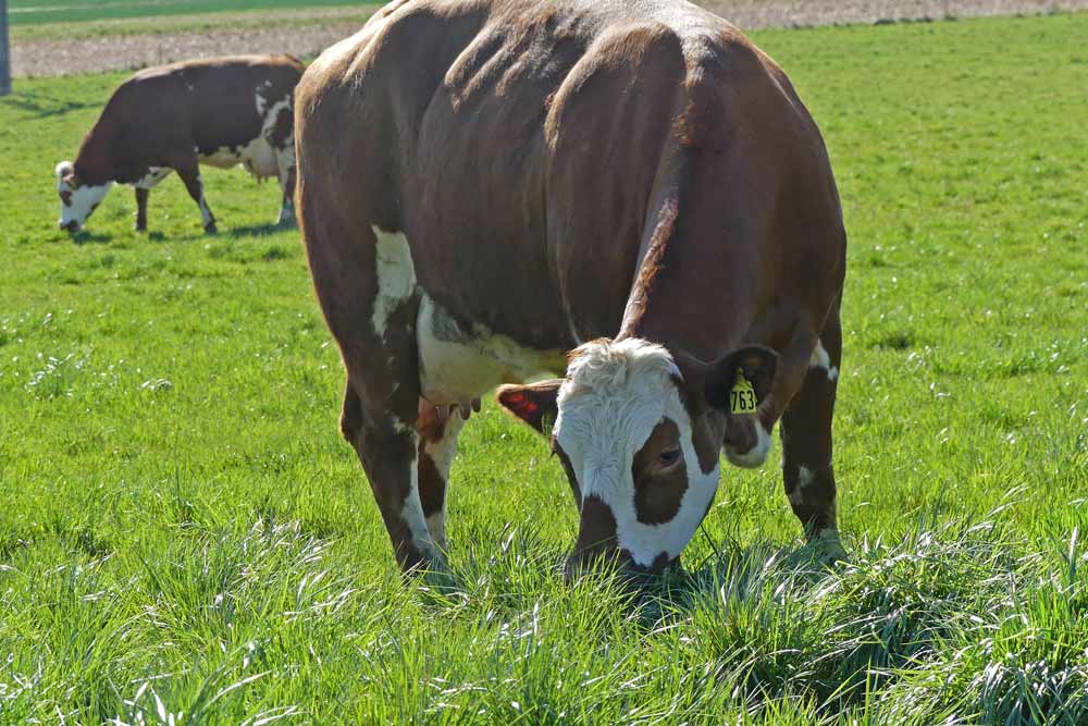 Auf der Weide grasende Kuh. Foto: Wolfgang Kleinlein