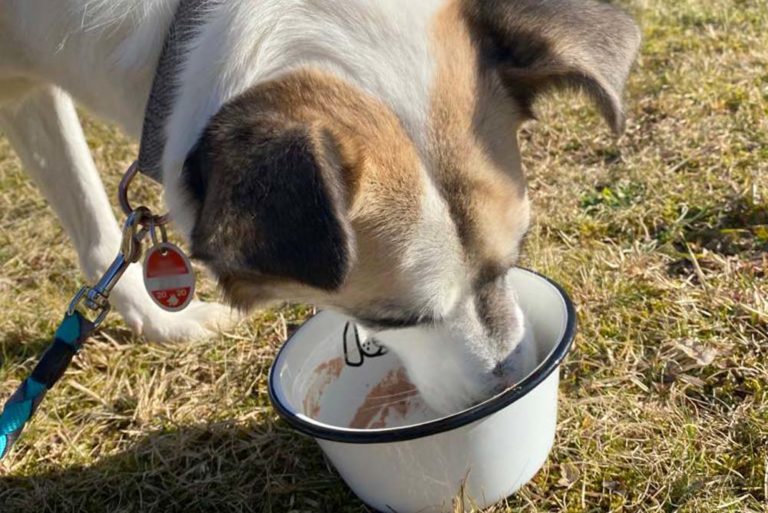 Leberwurst für den Hund online kaufen bei