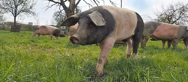 Klimaschonenende Schweinefleischproduktion