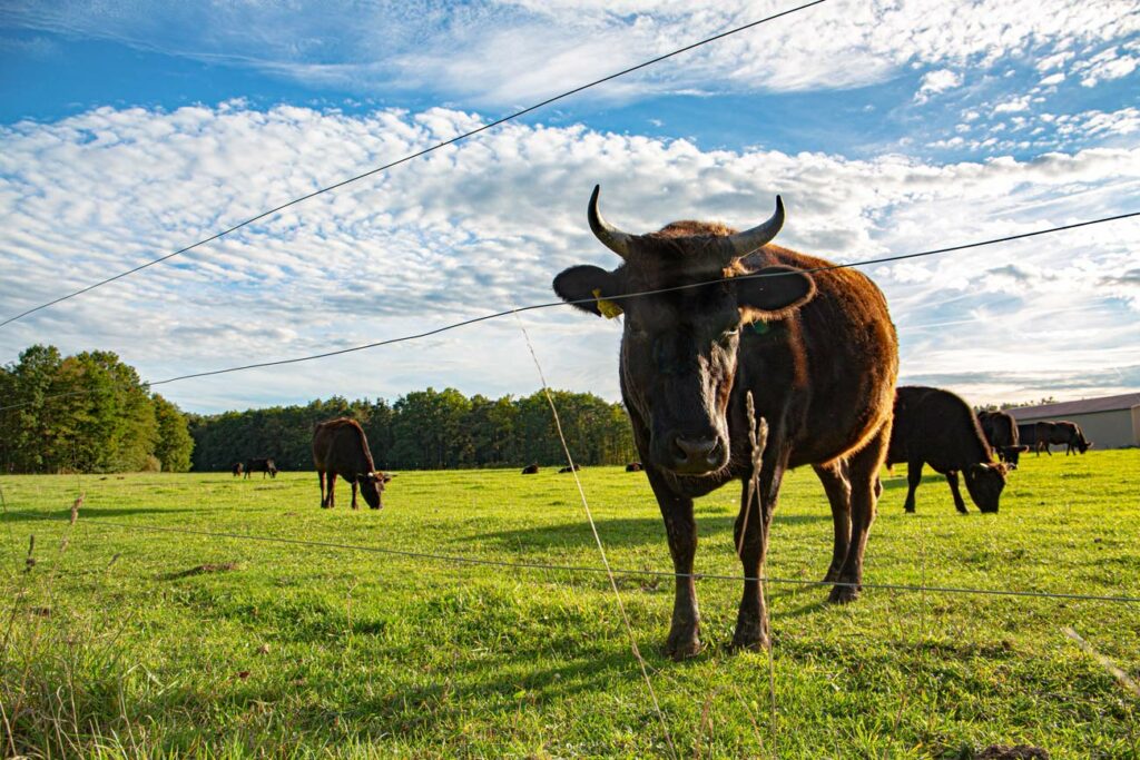 Wagyu auf der Weide