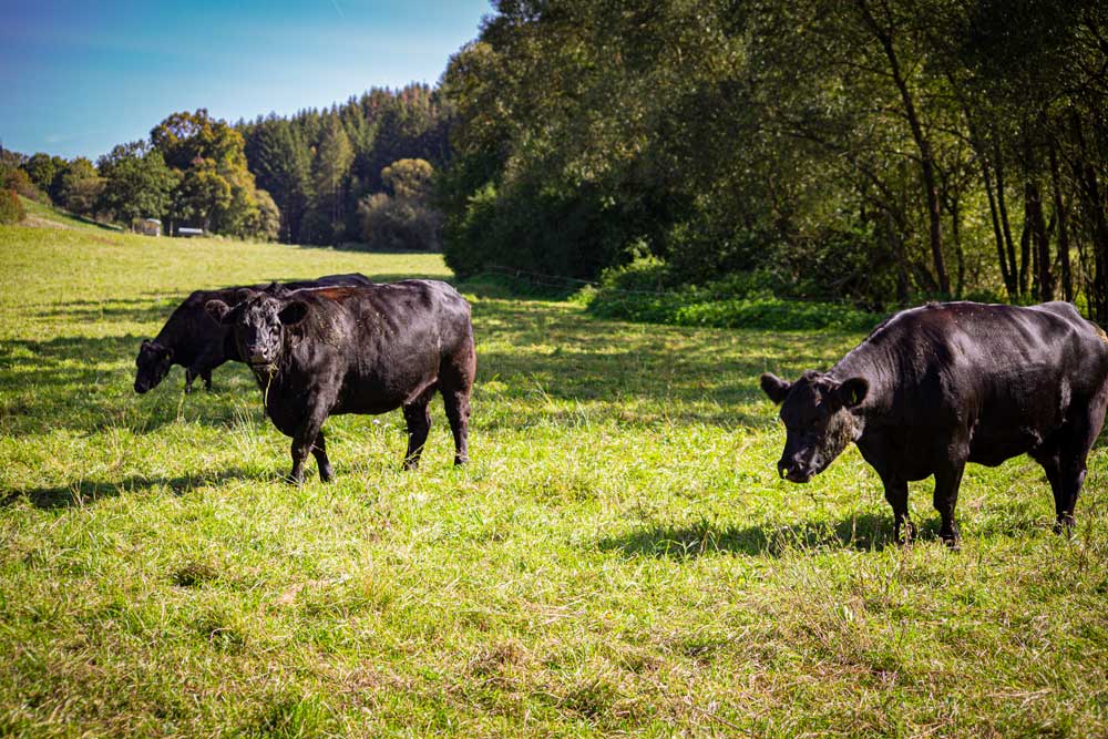 Glückliche Rinder auf der Weide