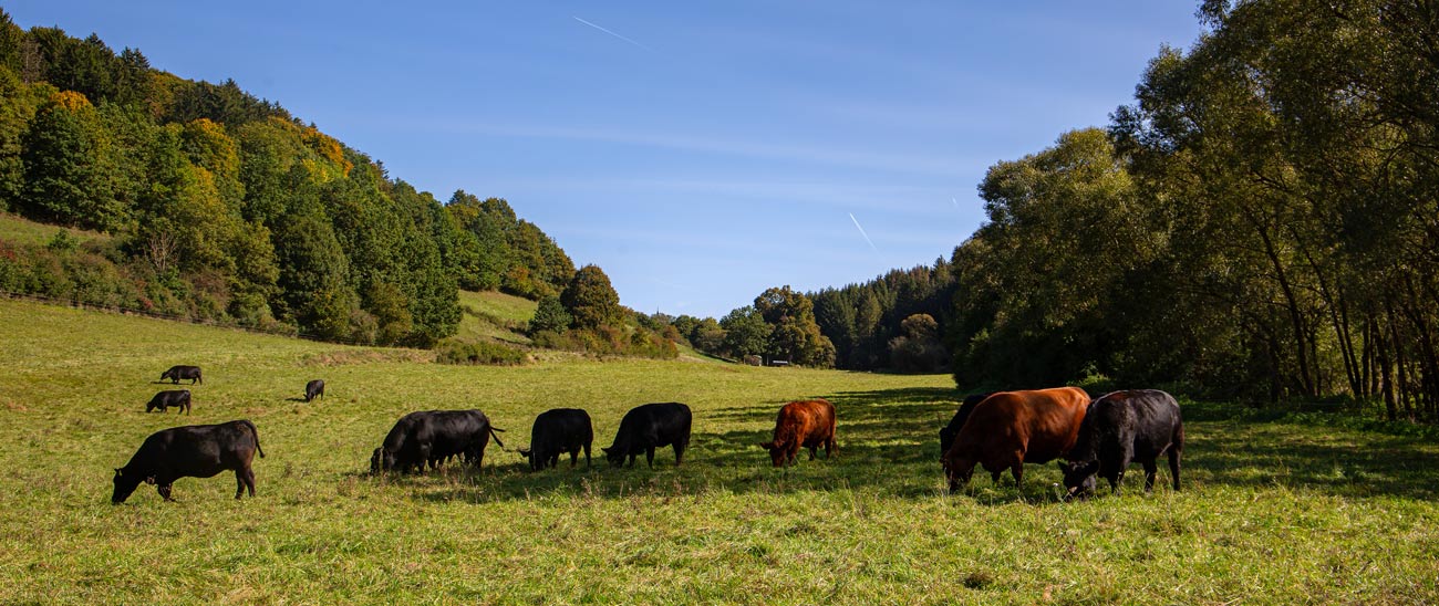 Weiderind vom Naturmetzger