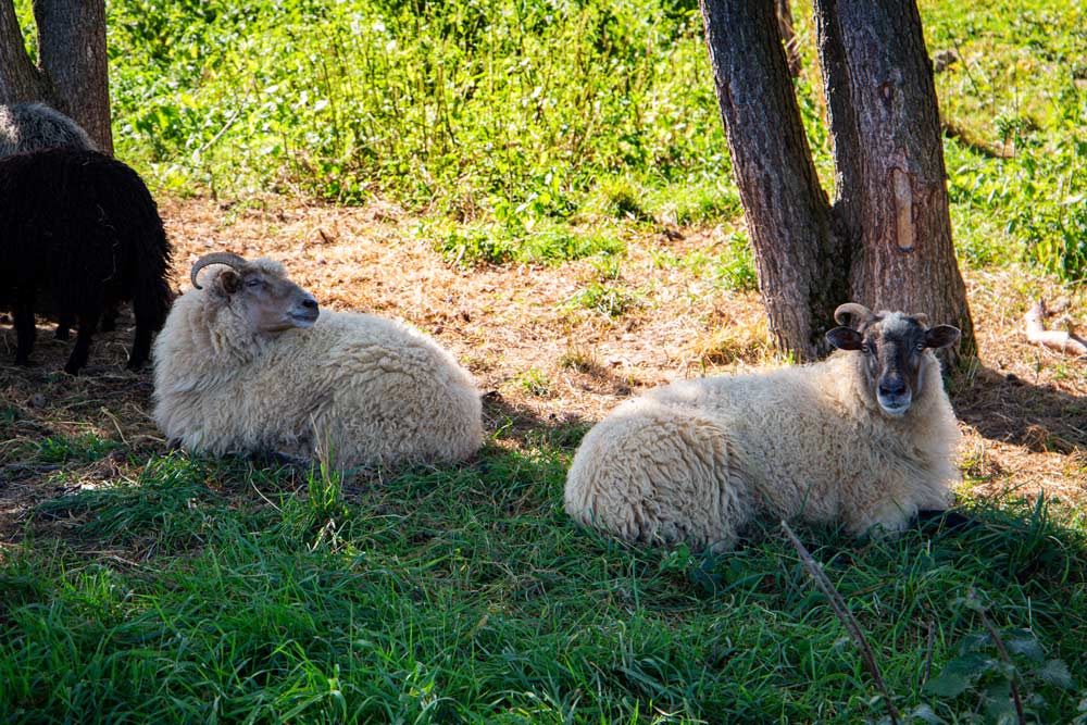 Schafe genießen ihr Leben