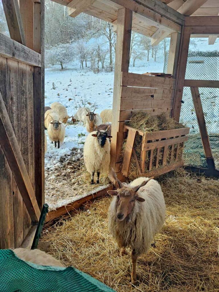 Winter auf der Schafweide