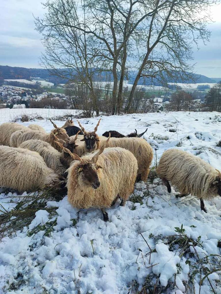 Winter auf der Schafweide
