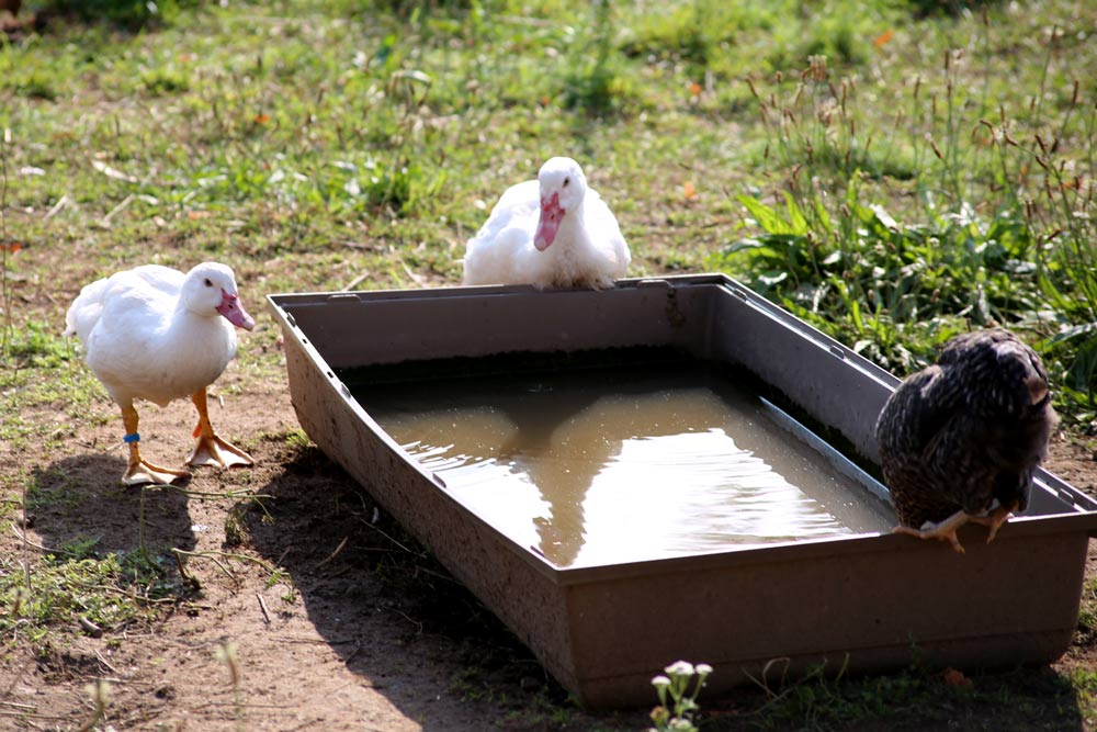 Wasser zum Erfrischen