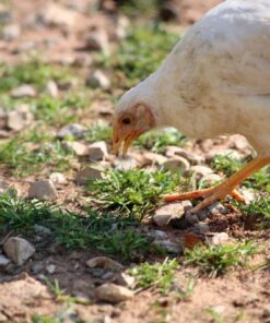 Artgerechte Geflügelhaltung beim Naturmetzger