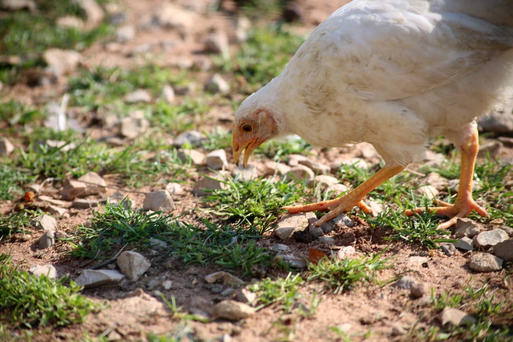 Artgerechte Geflügelhaltung beim Naturmetzger