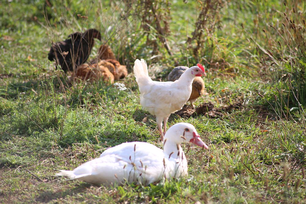 Die Tiere fühlen sich wohl