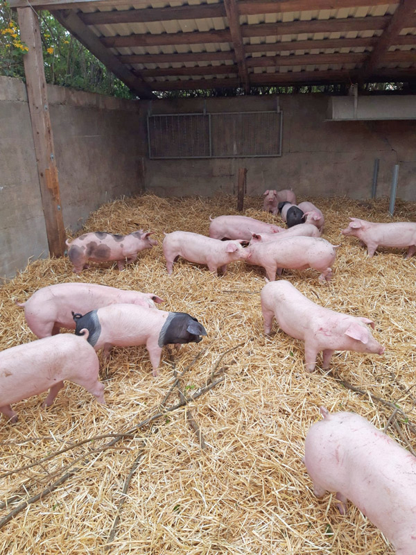 Schweinehaltung auf Stroh