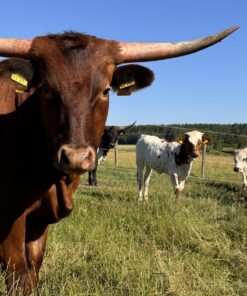 Texas Longhorn Ochsen-Steakpaket 